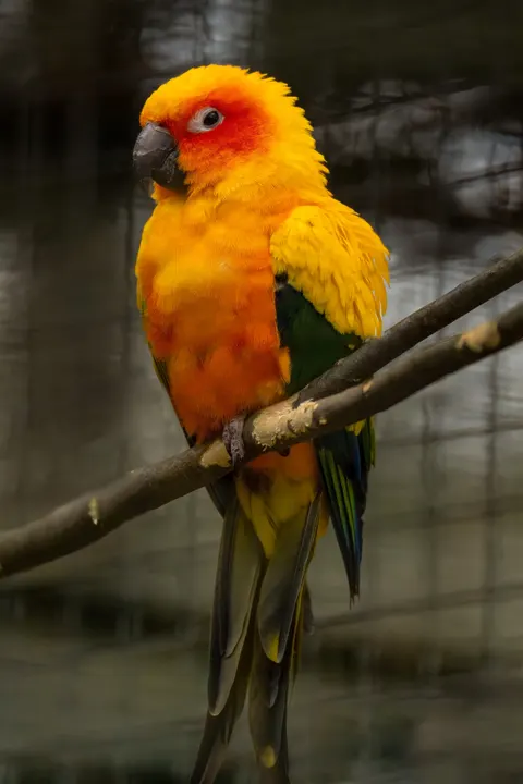 Parrot Phone Wallpaper · pets · 1440×2160