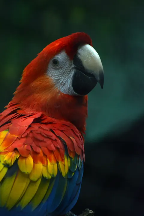 Parrot Phone Wallpaper · pets · 1440×2160