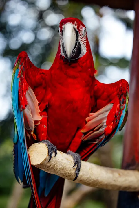 ببغاء خلفية للجوال · pets · 1440×2159