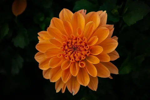 Обои Георгин 4K · flowers · 3840×2560