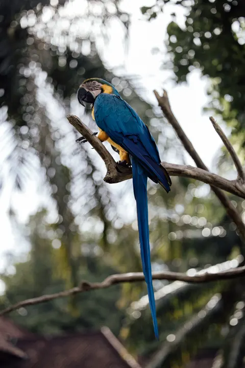 Parrot Phone Wallpaper · pets · 1440×2159