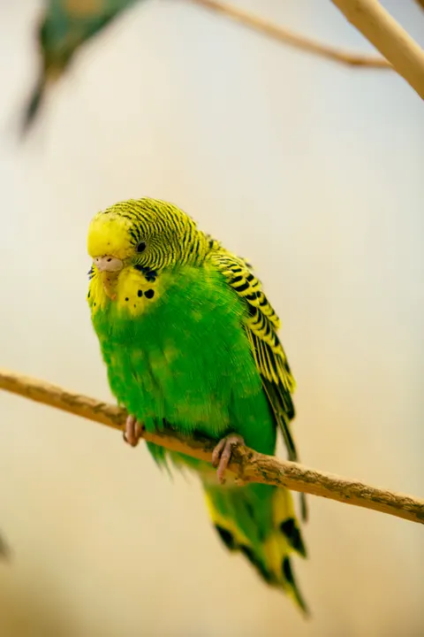 Parrot Phone Wallpaper · pets · 1440×2160