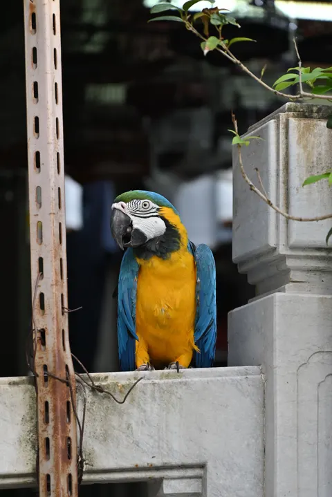 Parrot Phone Wallpaper · pets · 1440×2157