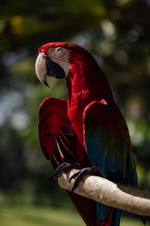 Parrot Phone Wallpaper · pets · 1440×2159