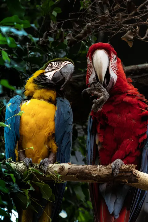 Parrot Phone Wallpaper · pets · 1440×2160