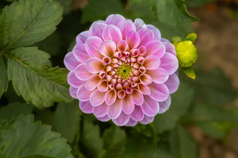 Fond d'écran Dahlia 4K · flowers · 3840×2560