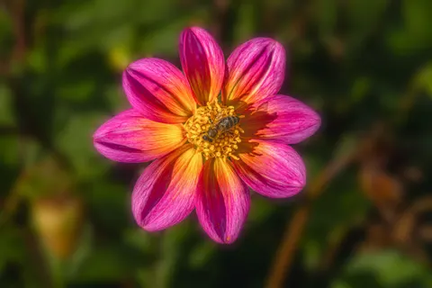 Fond d'écran Dahlia 4K · flowers · 3840×2560