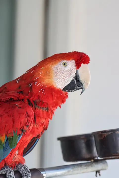 Parrot Phone Wallpaper · pets · 1440×2160