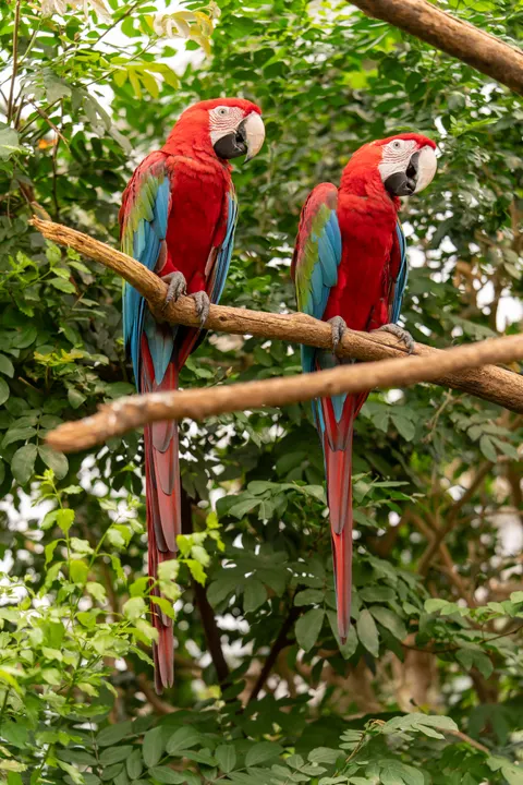 Parrot Phone Wallpaper · pets · 1440×2160