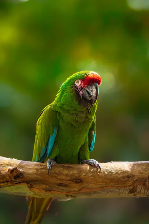 Parrot Phone Wallpaper · pets · 1440×2160
