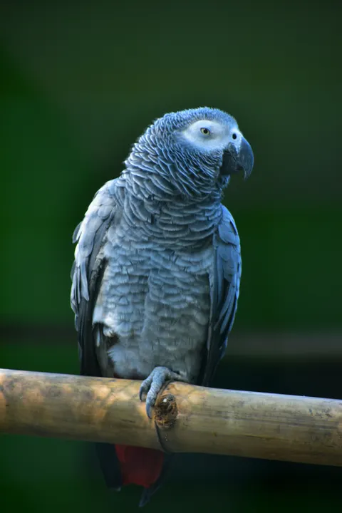 طوطی والپیپر موبایل · pets · 1440×2160