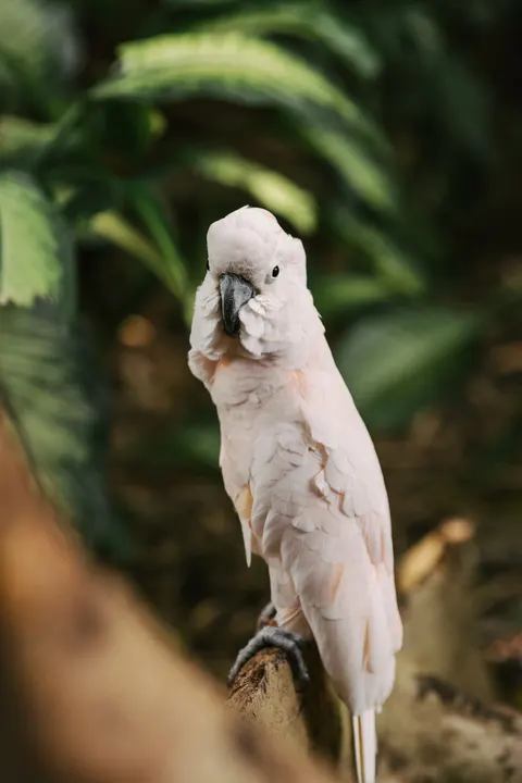 Parrot Phone Wallpaper · pets · 1440×2160