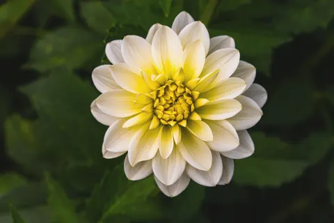 ダリア 4K壁紙 · flowers · 3840×2560