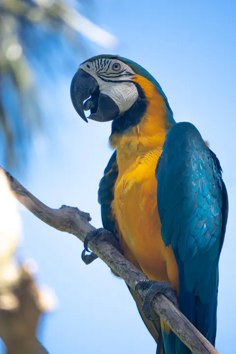 Parrot Phone Wallpaper · pets · 1440×2160