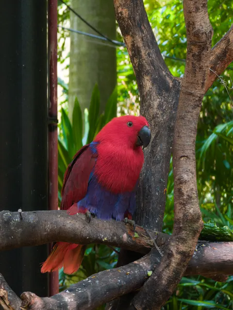 Parrot Phone Wallpaper · pets · 1440×1914