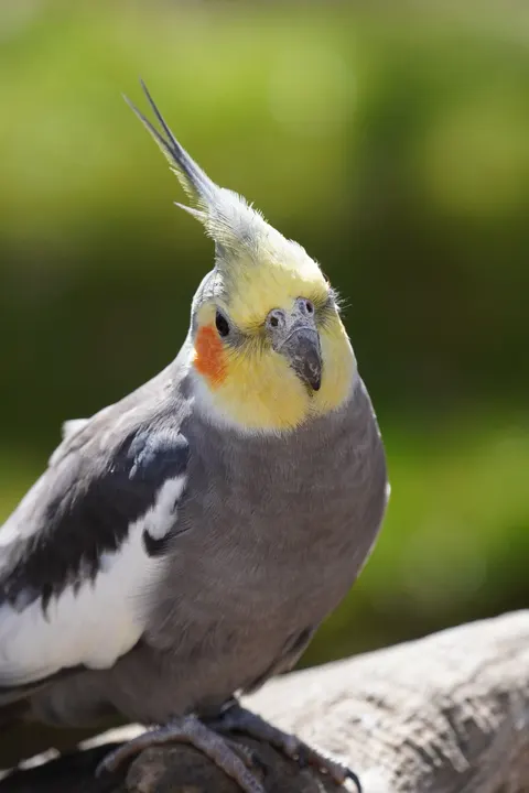 Parrot Phone Wallpaper · pets · 1440×2160