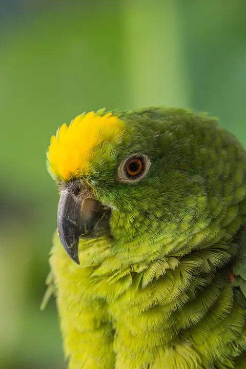 Parrot Phone Wallpaper · pets · 1440×2160