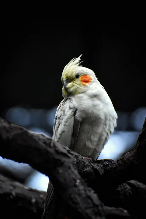 Parrot Phone Wallpaper · pets · 1440×2160
