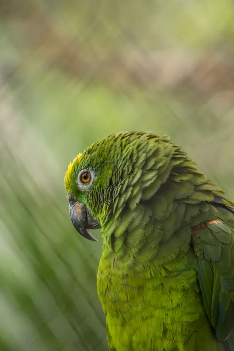 Parrot Phone Wallpaper · pets · 1440×2160