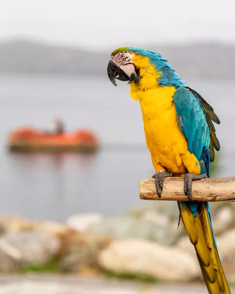 Parrot Phone Wallpaper · pets · 1440×1800