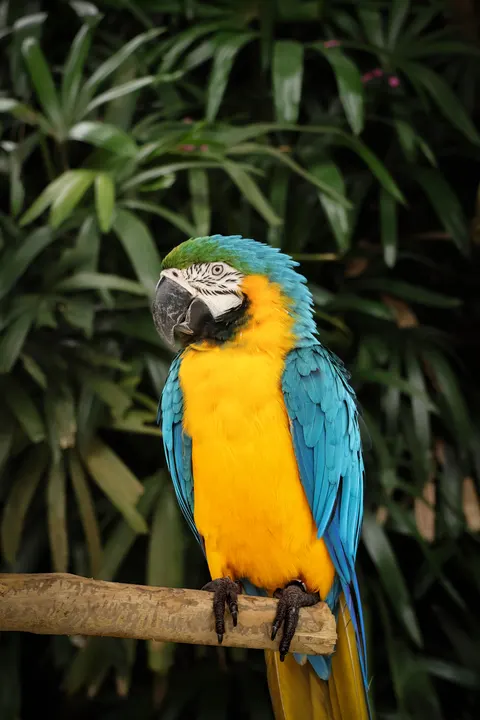 Parrot Phone Wallpaper · pets · 1440×2159