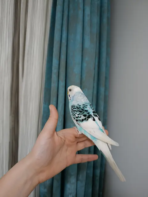 Parrot Phone Wallpaper · pets · 1440×1913