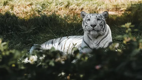Tapeta Tygrys 4K · animals · 3840×2160
