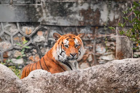 Tiger 4K Wallpaper · animals · 3840×2560