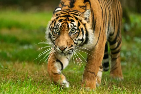 والپیپر ببر با کیفیت 4K · animals · 3840×2555