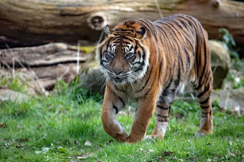 Tiger 4K Wallpaper · animals · 3840×2560