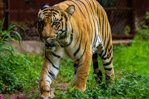 Tijger 4K-achtergrond · animals · 3840×2560