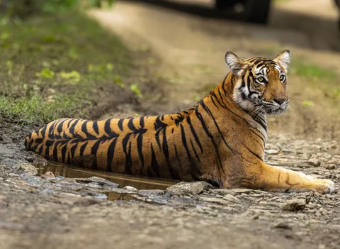 Tiger 4K Hintergrundbild · animals · 3840×2803