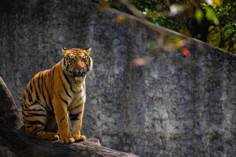 Tiger 4K Wallpaper · animals · 3840×2560