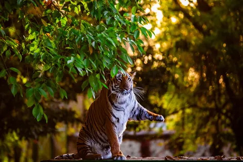 Tiger 4K Wallpaper · animals · 3840×2560