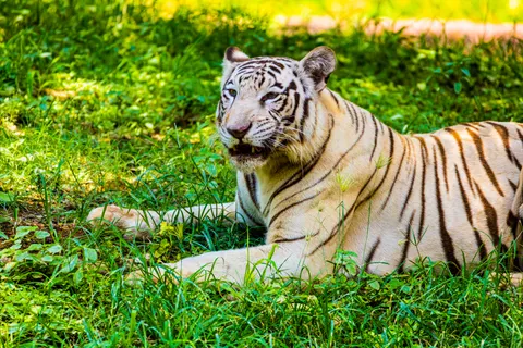 Tijger 4K-achtergrond · animals · 3840×2560