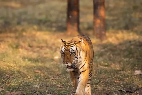 Tijger 4K-achtergrond · animals · 3840×2560