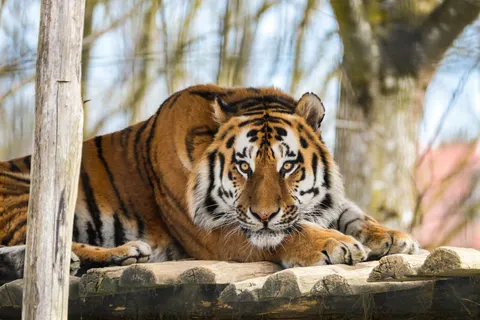 Wallpaper Harimau 4K · animals · 3840×2560