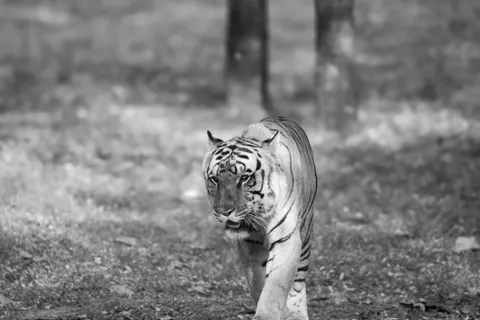 Tiger 4K Wallpaper · animals · 3840×2560