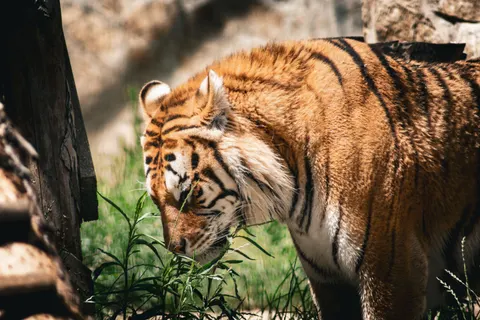 Tiger 4K Wallpaper · animals · 3840×2560