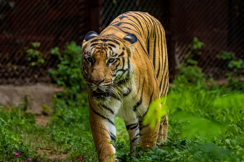 Tiger 4K Wallpaper · animals · 3840×2560