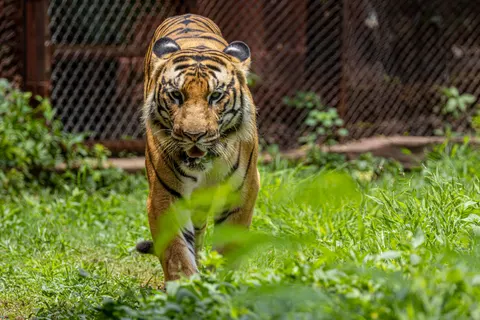 والپیپر ببر با کیفیت 4K · animals · 3840×2560