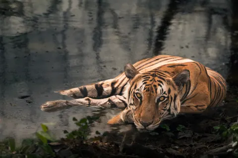 Tiger 4K Wallpaper · animals · 3840×2555