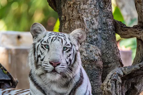 Wallpaper Harimau 4K · animals · 3840×2560