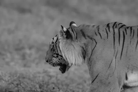 Papel de parede Tigre 4K · animals · 3840×2560
