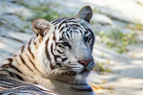 बाघ 4K वॉलपेपर · animals · 3840×2560