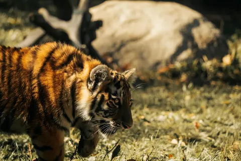 बाघ 4K वॉलपेपर · animals · 3840×2560