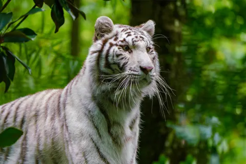 والپیپر ببر با کیفیت 4K · animals · 3840×2561
