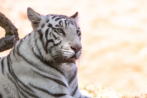 Tiger 4K Wallpaper · animals · 3840×2560