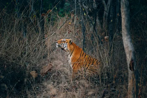 Tijger 4K-achtergrond · animals · 3840×2563