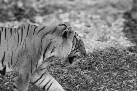 Tiger 4K Wallpaper · animals · 3840×2560